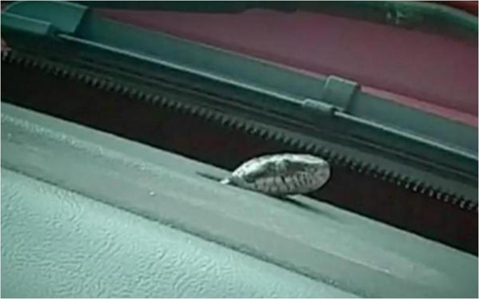 
Con rắn chui ra từ bảng điều khiển trước khi bò xuống chân Lisa.
