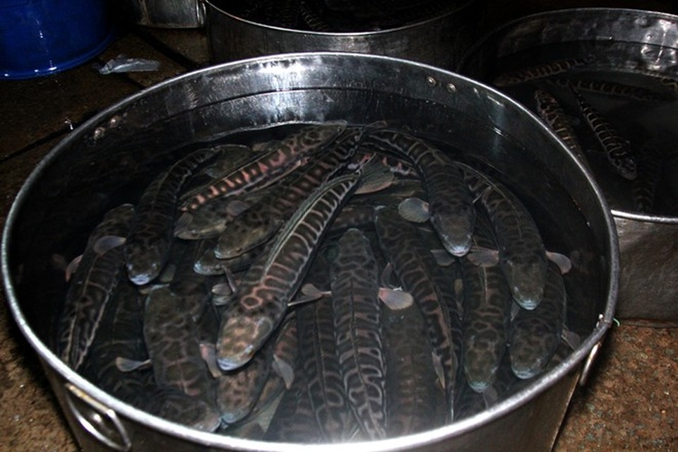 Bí quyết giúp các bà nội trợ chọn đồ hải sản tươi ngon - 1