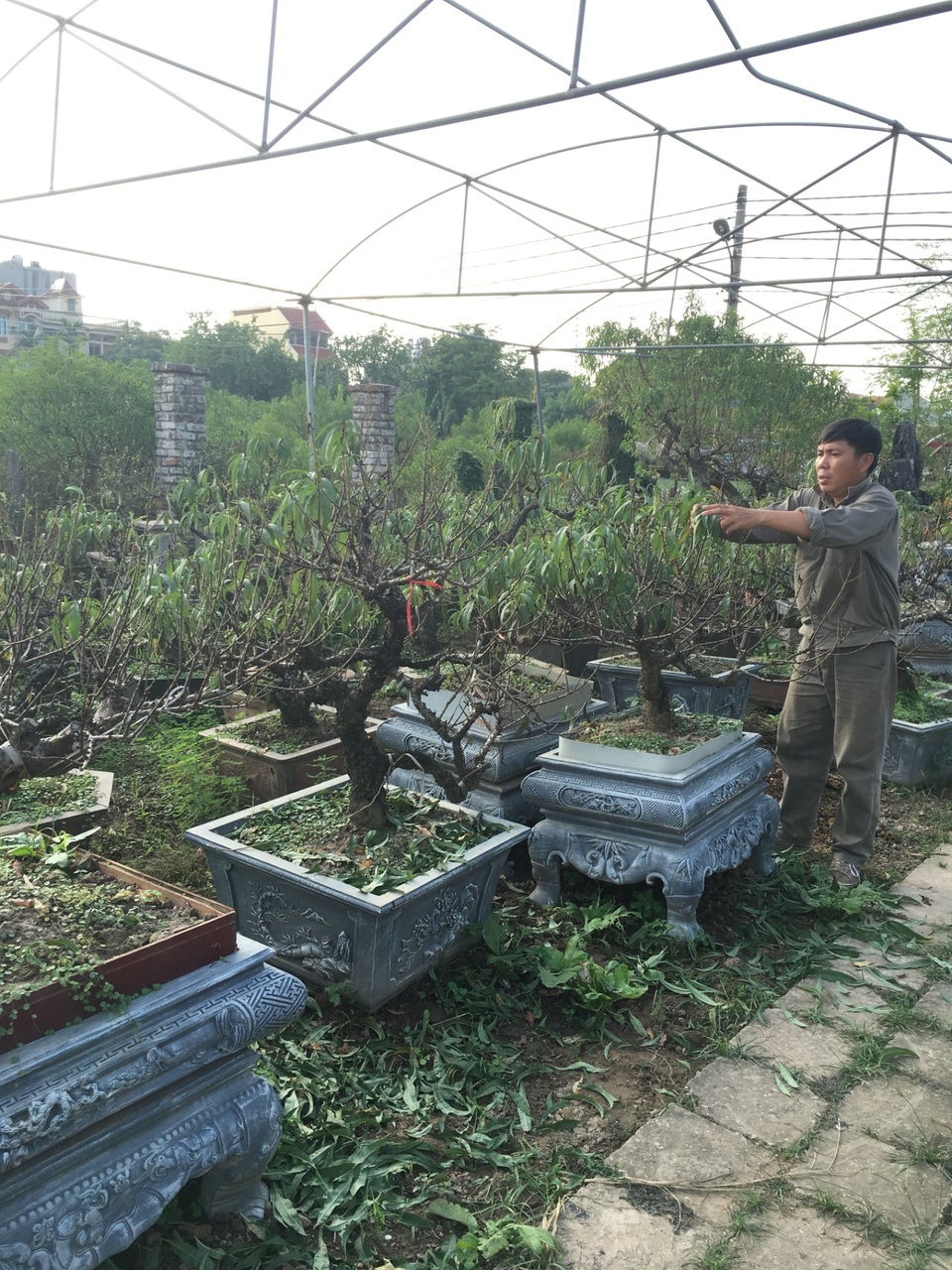 Tết này, đào Thất Thốn sẽ không tăng giá? - 1 Rất nhiều gốc đào đã tuốt lá để chuẩn bị ra hoa