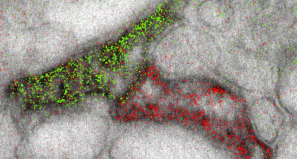 Kỹ thuật mới cho phép hiển thị các phân tử của tế bào có màu sắc - 1
