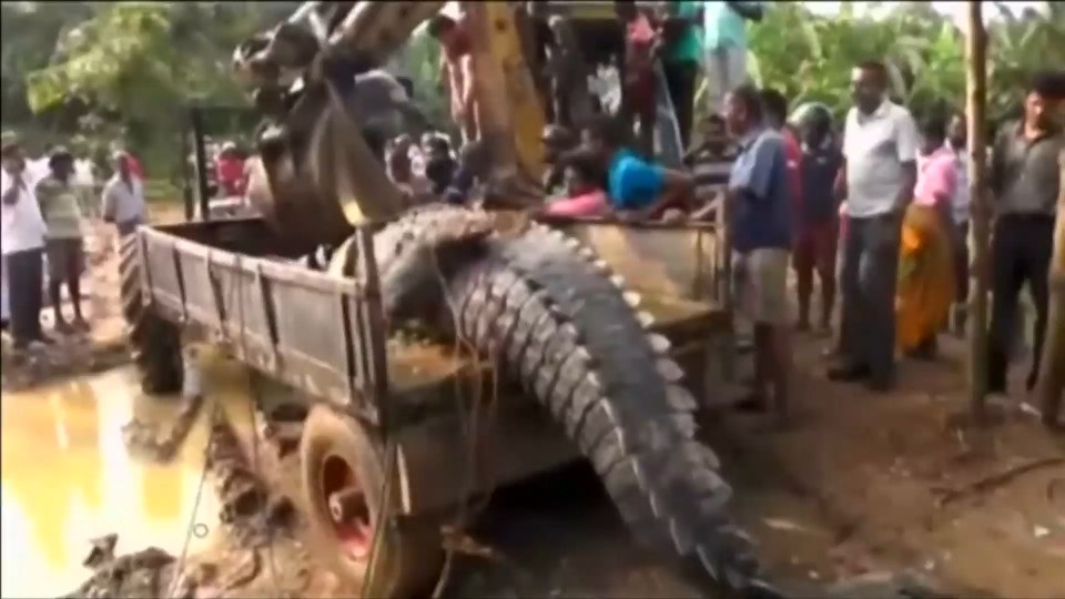 Phát hiện cá sấu quái vật nặng 1 tấn lẩn trốn trong kênh Sri Lanka - 2 Các chuyên gia đã phải sử dụng một máy xúc để đưa con cá sấu ra khỏi kênh