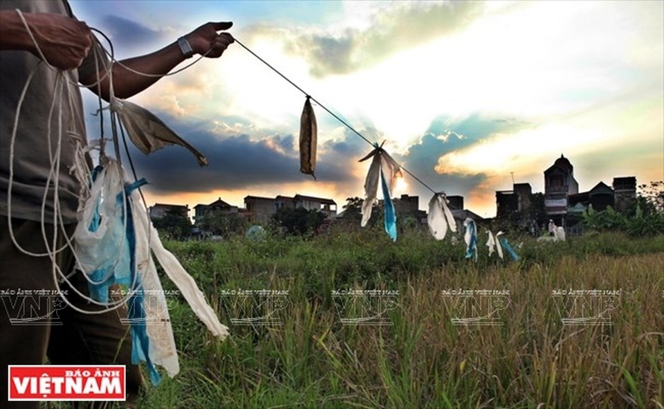 Những túi nilon buộc trên sợi dây khi di chuyển sẽ tạo tiếng động làm lũ châu chấu hoảng sợ và bay theo ý muốn của người săn. (Ảnh: Công Đạt/Báo Ảnh Việt Nam)