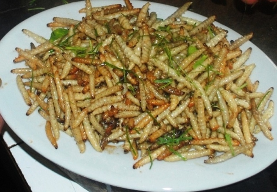 Đến Thanh Hóa, chỉ khách quý mới được thưởng thức… sâu - 1 Đến Thanh Hóa, chỉ khách quý mới được thưởng thức… sâu - 1