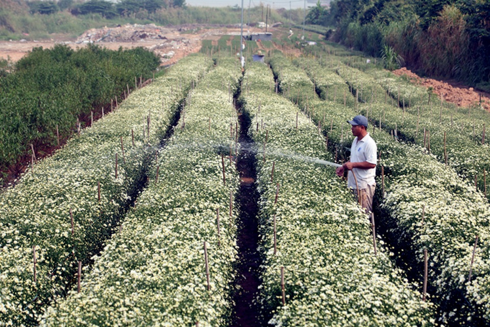 Cúc họa mi được mùa, nông dân Hà Nội thu cả trăm triệu - 2 Đây là loài hoa đã và đang khiến người nông dân ăn mừng bởi năm nay cúc được mùa, được giá. Để hoa ra đúng độ, người dân bắt đầu ươm mầm từ tháng 5 âm lịch. Đến tháng 10 âm lịch, khi tiết trời se lạnh cũng là lúc hoa bung nở.