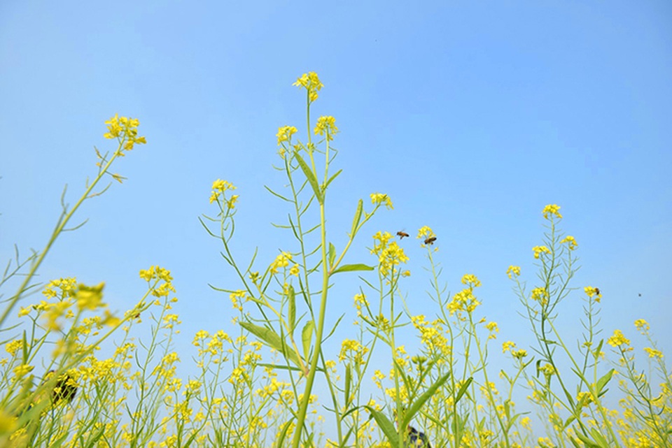 Thả hồn phiêu bồng trên cánh đồng hoa cải ven đô - 2 Thả hồn phiêu bồng trên cánh đồng hoa cải ven đô - 2