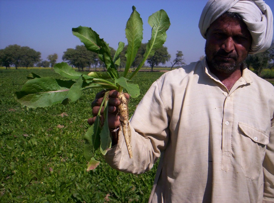 Hàm lượng chất xơ trong một số loại thực phẩm dùng cho trẻ - 1 Rễ của cây rau diếp xoăn có chứa hàm lượng cao chất xơ được dùng phổ biến hiện nay