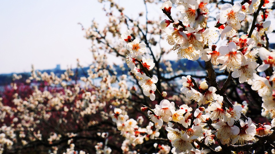 Visa đến Nhật dễ dàng hơn bao giờ hết - 1 Visa đến Nhật dễ dàng hơn bao giờ hết - 1