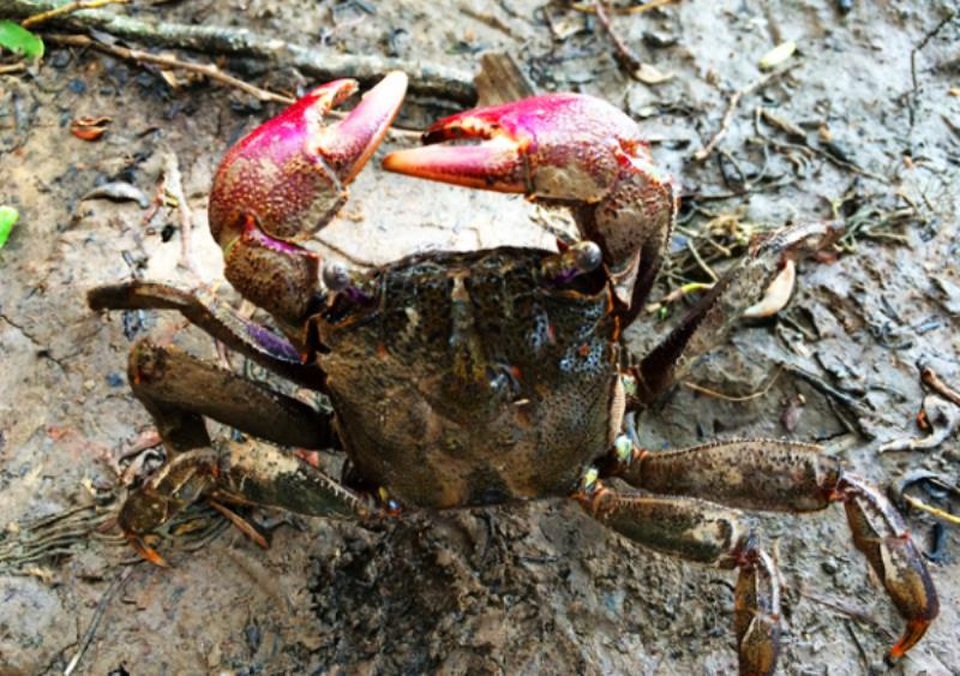 Độc đáo đặc sản ba khía miền Tây - 1