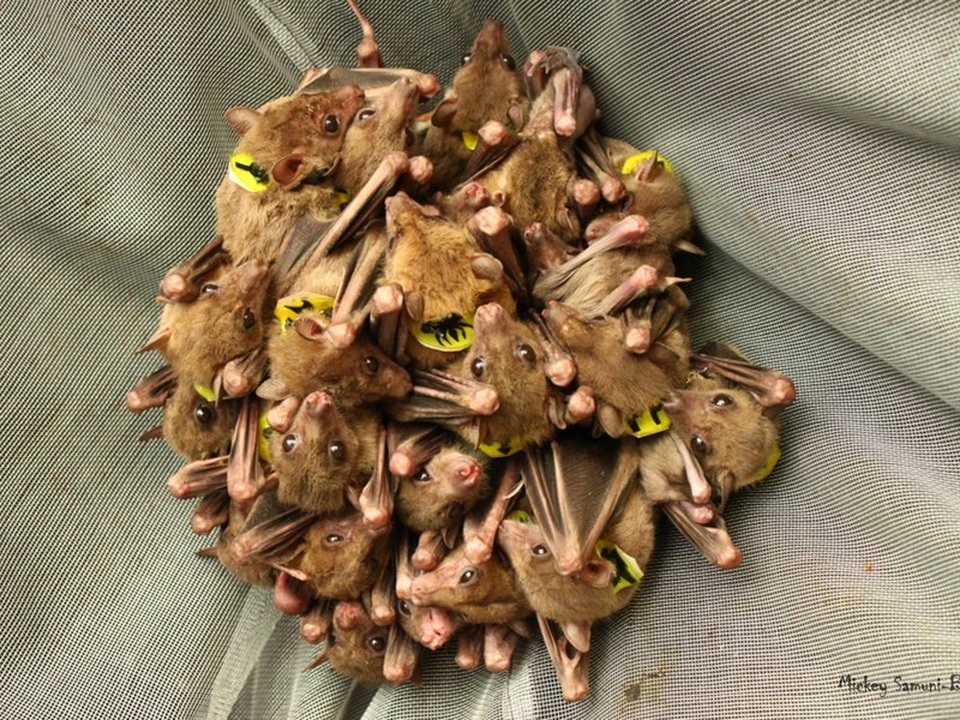 Loài dơi tranh luận rất nhiều trong cuộc “trò chuyện” của chúng - 1 Loài dơi tranh luận rất nhiều trong cuộc “trò chuyện” của chúng - 1