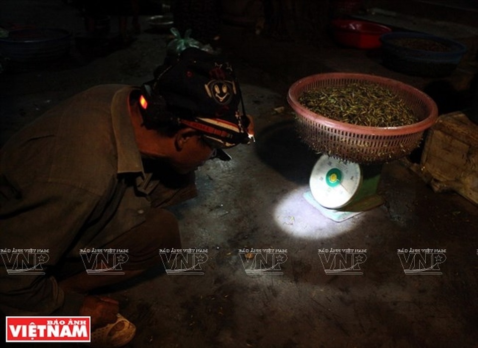 Cả làng đổ xô đi làm giàu nhờ nghề "săn" châu chấu kỳ lạ - 11