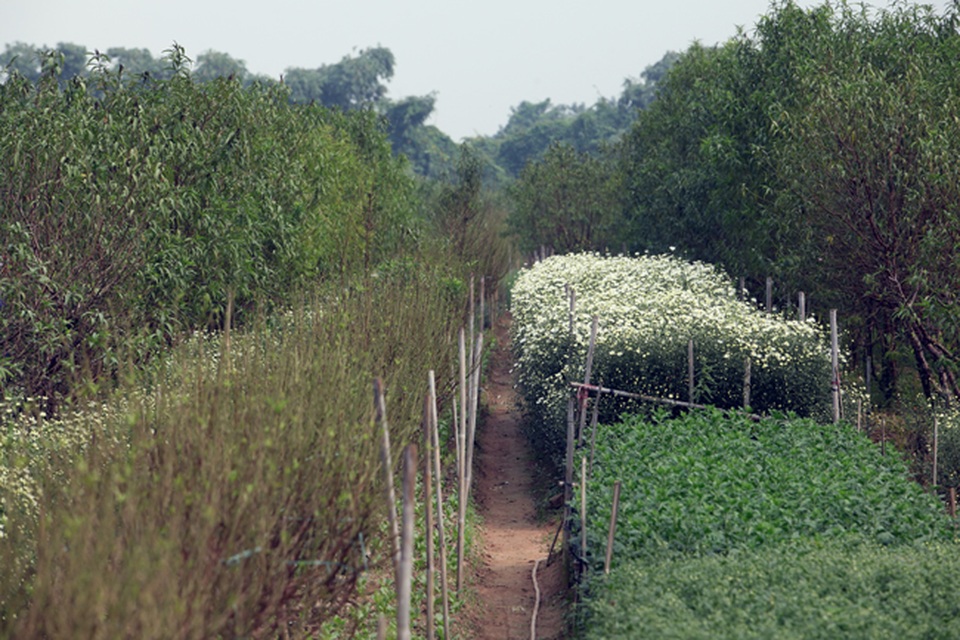 Cúc họa mi được mùa, nông dân Hà Nội thu cả trăm triệu - 11 Người dân trồng hoa tại Nhật Tân thường trồng xen kẽ cúc họa mi cạnh những luống hoa đào thẳng tắp để tận dụng đất trống.