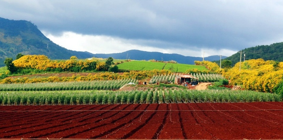 Dã quỳ Đà Lạt thúc giục các tín đồ du lịch - 8 Dã quỳ Đà Lạt thúc giục các tín đồ du lịch - 8