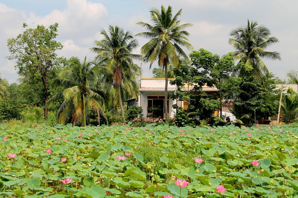 E ấp đồng sen Long Phước giữa lòng Sài Thành - 11 E ấp đồng sen Long Phước giữa lòng Sài Thành - 11