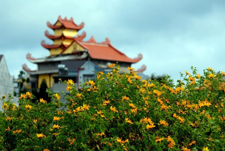 Dã quỳ Đà Lạt thúc giục các tín đồ du lịch - 9 Dã quỳ Đà Lạt thúc giục các tín đồ du lịch - 9