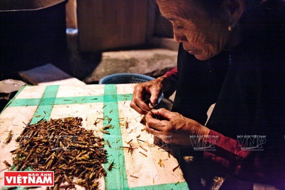 Cả làng đổ xô đi làm giàu nhờ nghề "săn" châu chấu kỳ lạ - 13