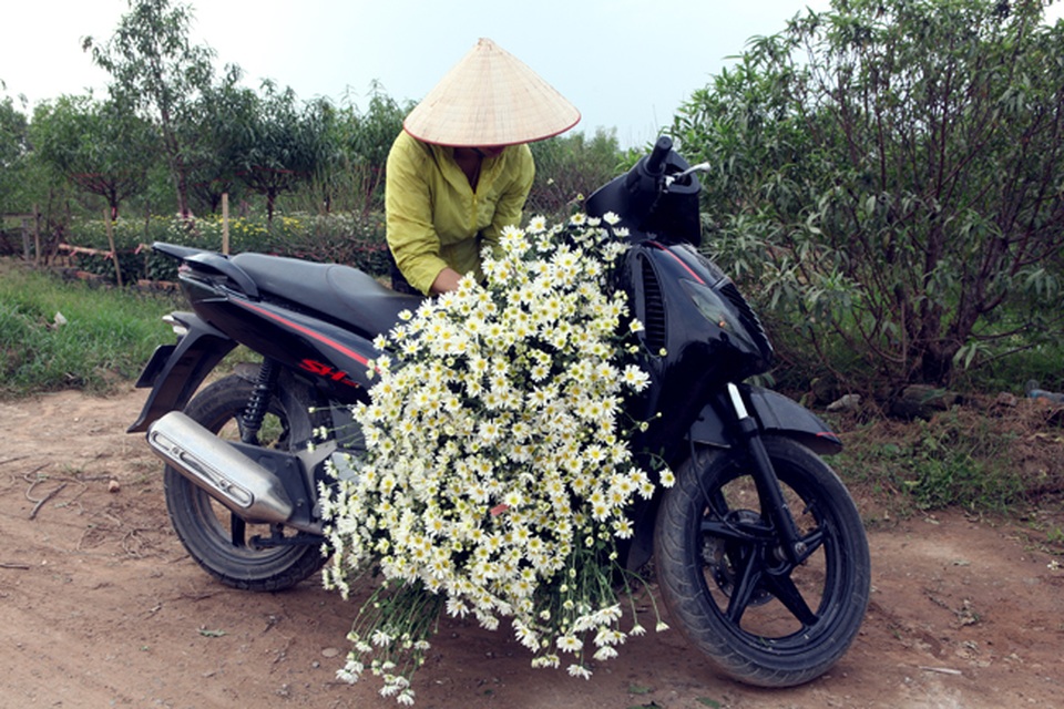 Cúc họa mi được mùa, nông dân Hà Nội thu cả trăm triệu - 13 Nhiều gia đình đổi đời nhờ trồng loài hoa này