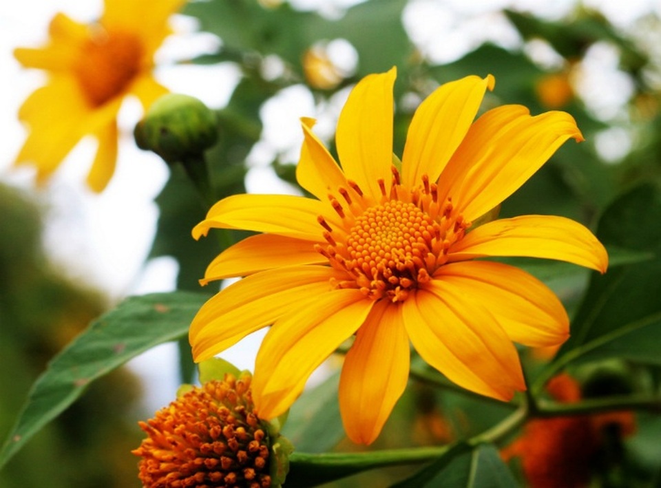 Dã quỳ Đà Lạt thúc giục các tín đồ du lịch - 10 Dã quỳ Đà Lạt thúc giục các tín đồ du lịch - 10