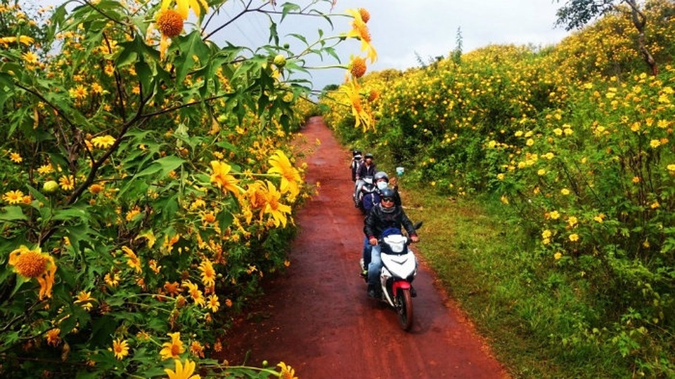 Dã quỳ Đà Lạt thúc giục các tín đồ du lịch - 11 Dã quỳ Đà Lạt thúc giục các tín đồ du lịch - 11