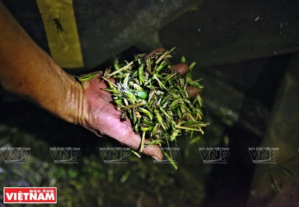 Loài côn trùng gây hại cho lúa này đang trở thành món ăn đặc sản với vị thơm ngon, giòn và bổ dưỡng. Nhiều người vẫn gọi vui là món tôm bay. (Ảnh: Công Đạt/Báo Ảnh Việt Nam).