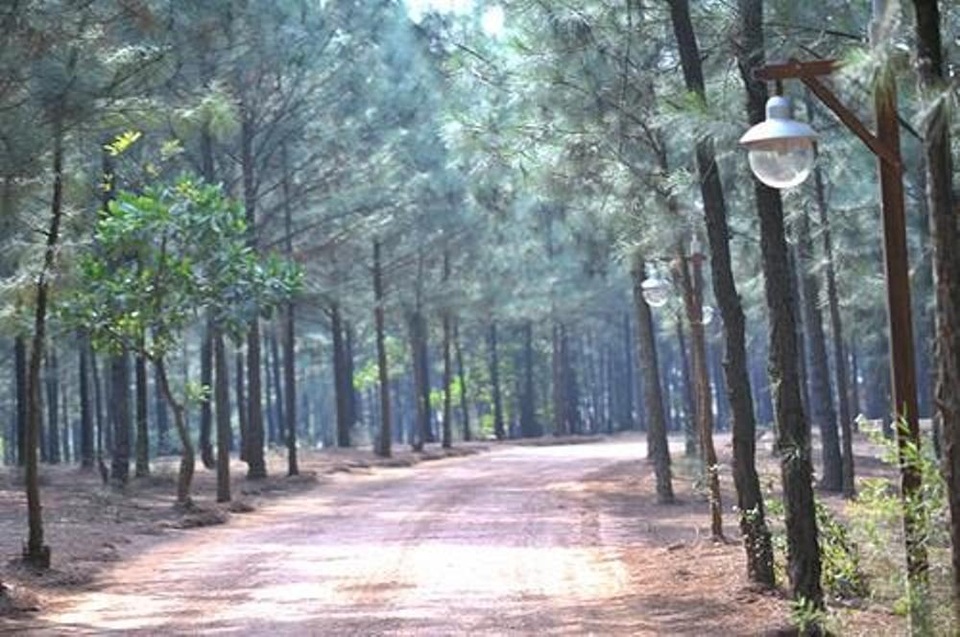 Rừng thông quanh hồ Đại Lải