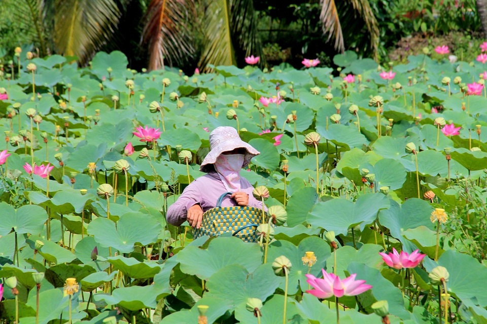 E ấp đồng sen Long Phước giữa lòng Sài Thành - 15 E ấp đồng sen Long Phước giữa lòng Sài Thành - 15