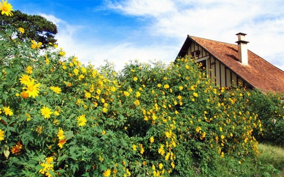 Dã quỳ Đà Lạt thúc giục các tín đồ du lịch - 13 Dã quỳ Đà Lạt thúc giục các tín đồ du lịch - 13