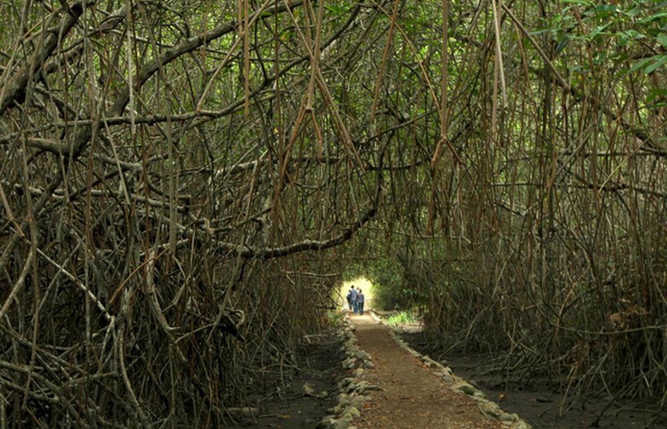 Ecuador: Ảnh chụp bên trong Khu bảo tồn sinh thái đước ở Guayaquil, Ecuador ngày 28/9.