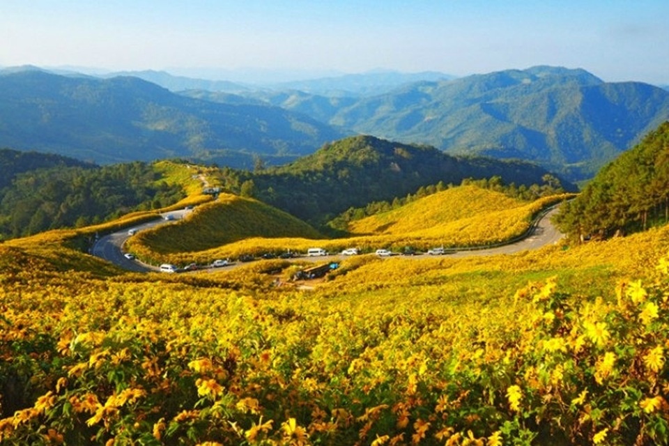 Dã quỳ Đà Lạt thúc giục các tín đồ du lịch - 14 Dã quỳ Đà Lạt thúc giục các tín đồ du lịch - 14