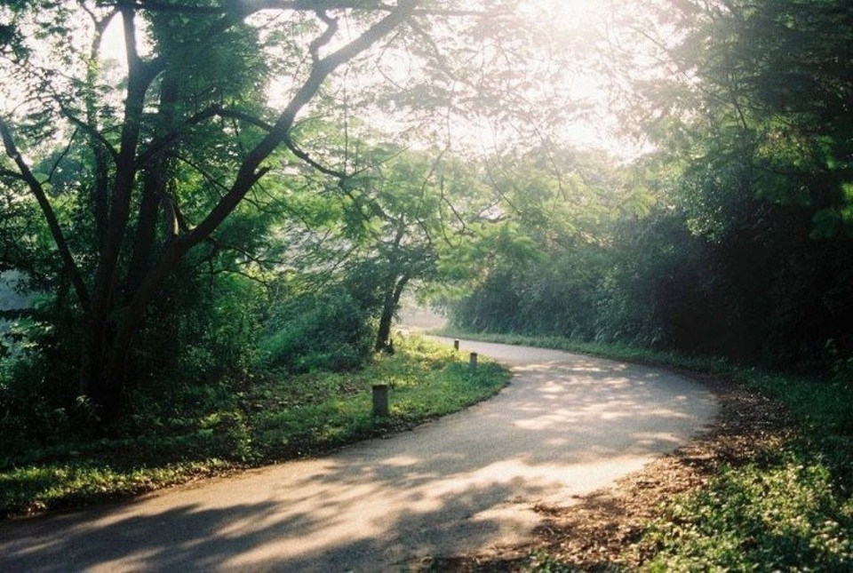 Con đường trải đầy nắng vàng ở Ba Vì.