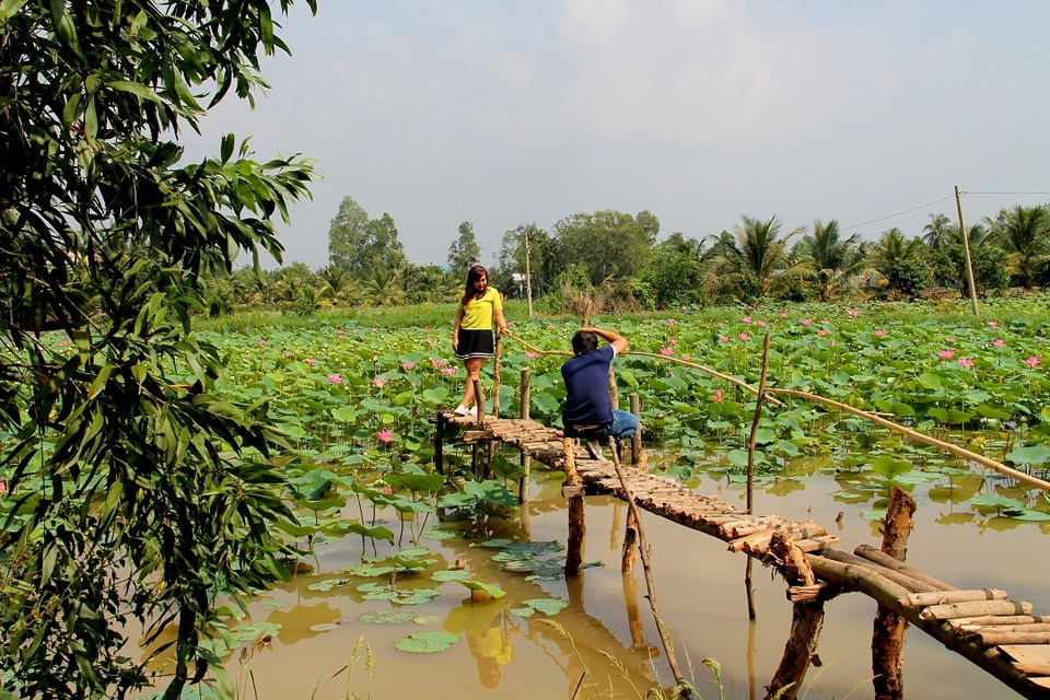 E ấp đồng sen Long Phước giữa lòng Sài Thành - 2 E ấp đồng sen Long Phước giữa lòng Sài Thành - 2