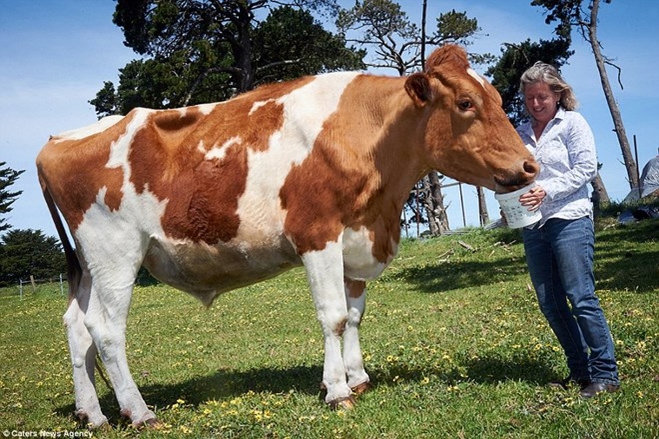 Choáng váng với con bò khổng lồ lớn nhất Australia - 3 Big Moo hiện đang được nuôi ở trang trại của bà Joanne Vine. Theo bà Joanne, Big Moo nặng hơn một tấn. (Nguồn: Caters News Agency)