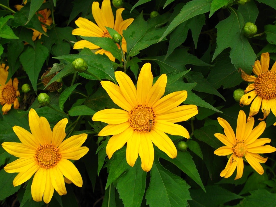 Dã quỳ Đà Lạt thúc giục các tín đồ du lịch - 1 Dã quỳ Đà Lạt thúc giục các tín đồ du lịch - 1