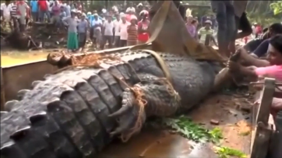 Phát hiện cá sấu quái vật nặng 1 tấn lẩn trốn trong kênh Sri Lanka - 3 Con cá sấu đang tìm kiếm thức ăn và rất may mắn là nó chưa tấn công dân làng