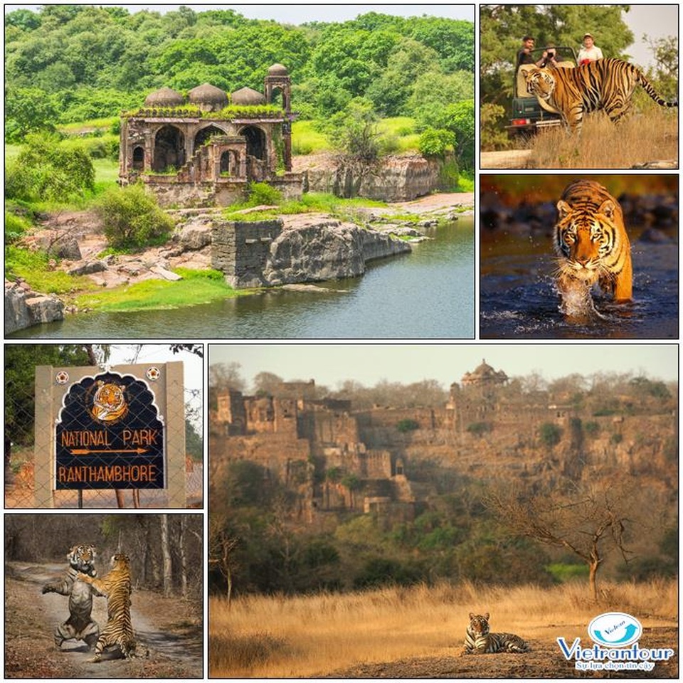 Kỷ niệm ở đất nước của những lời nguyện cầu - 2 Công viên Ranthambore - Top 10 điểm đến hoang dã hấp dẫn nhất thế giới