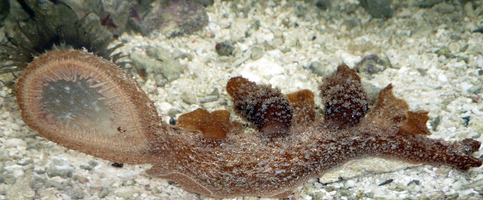 Cận cảnh xem sên biển "biến dạng" phần đầu để hút con mồi - 2 Ảnh: seaslugs.free.fr