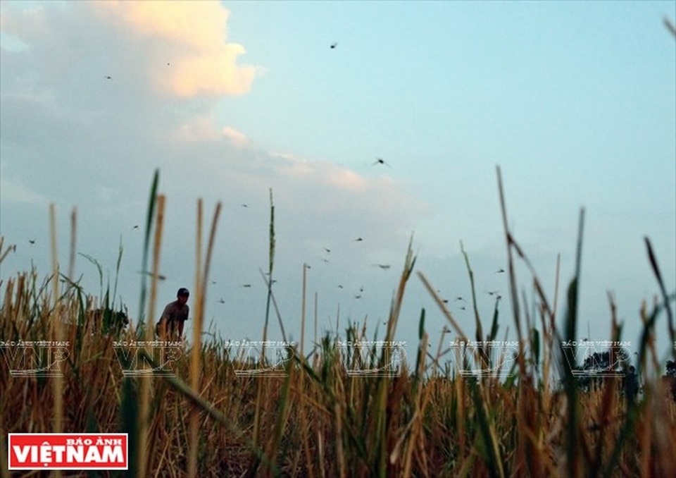 Mỗi lần sợi dây thừng của các người thợ quét đến đâu là từng đàn châu chấu bay rợp trời ở đấy. (Ảnh: Công Đạt/Báo Ảnh Việt Nam)