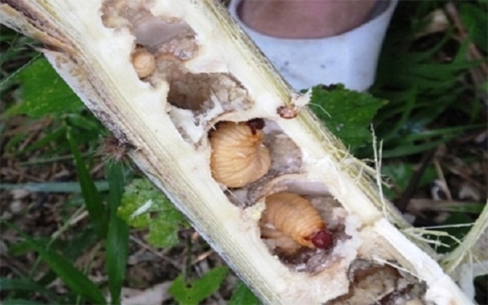 Đến Thanh Hóa, chỉ khách quý mới được thưởng thức… sâu - 2 Đến Thanh Hóa, chỉ khách quý mới được thưởng thức… sâu - 2