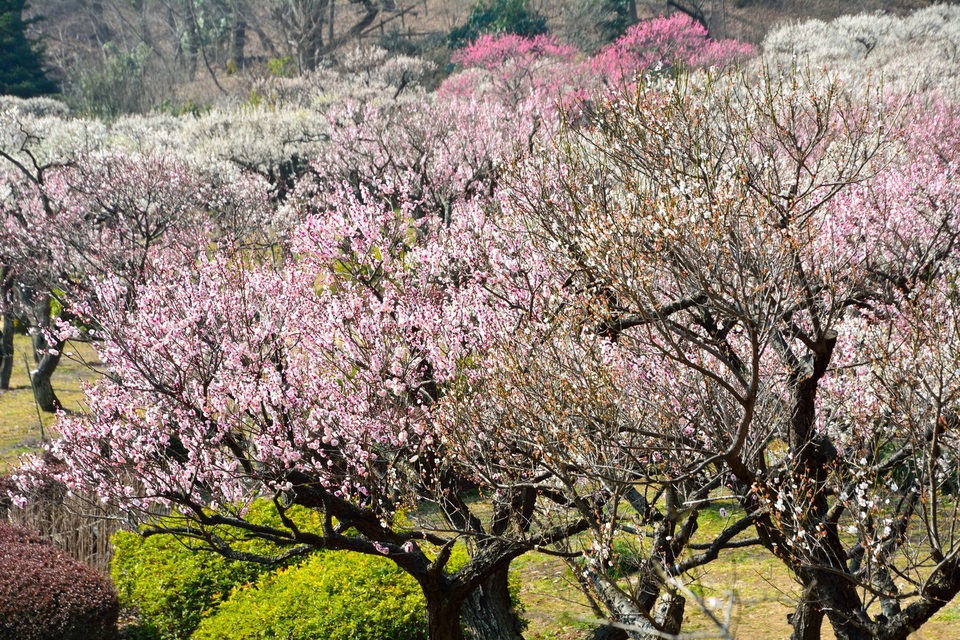 Visa đến Nhật dễ dàng hơn bao giờ hết - 2 Visa đến Nhật dễ dàng hơn bao giờ hết - 2