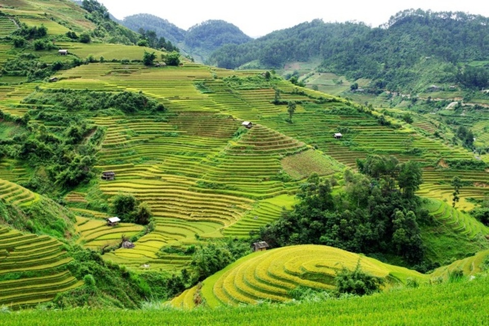 Ngỡ ngàng vẻ đẹp Mù Cang Chải mùa lúa chín - 3 Ngỡ ngàng vẻ đẹp Mù Cang Chải mùa lúa chín - 3