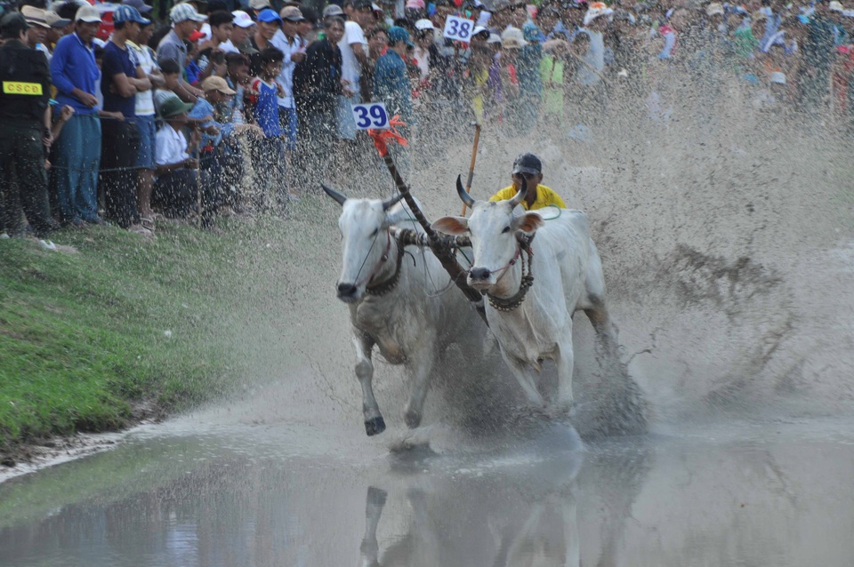 Vui lễ hội đua bò cùng đồng bào Khmer vùng Bảy Núi - 3 Vui lễ hội đua bò cùng đồng bào Khmer vùng Bảy Núi - 3