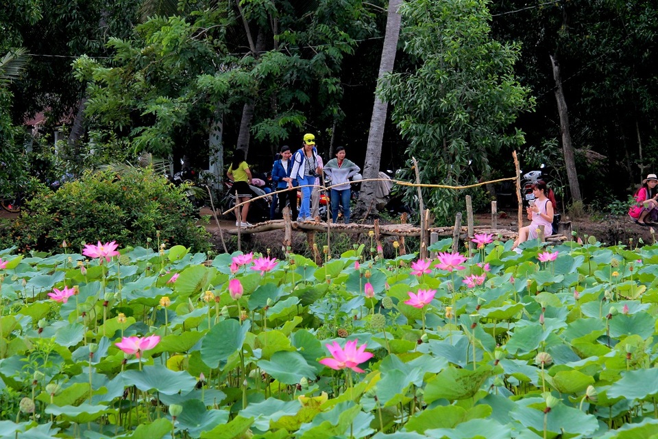 E ấp đồng sen Long Phước giữa lòng Sài Thành - 3 E ấp đồng sen Long Phước giữa lòng Sài Thành - 3