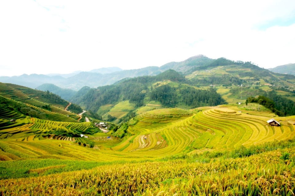 Đong đầy xúc cảm với "mùa vàng" Mù Cang Chải - 3