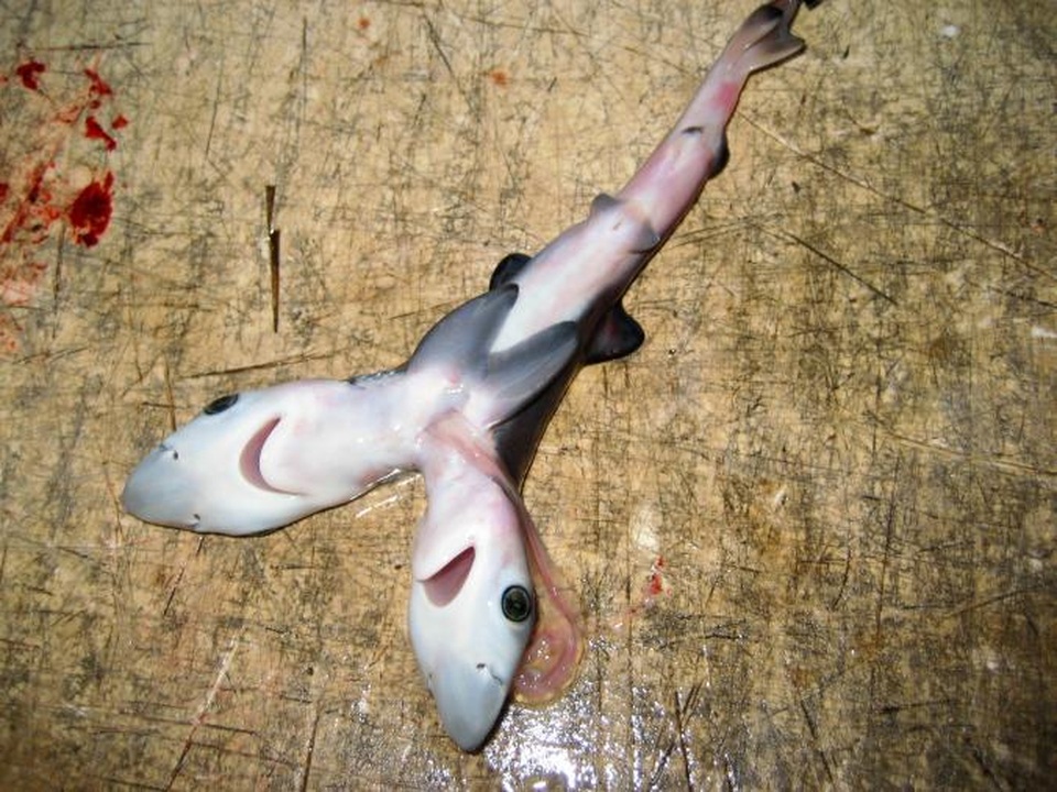 Hầu hết cá mập 2 đầu đều không còn sống lúc được sinh ra