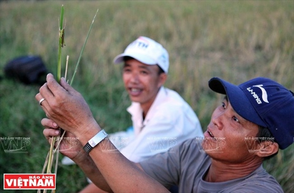 Cả làng đổ xô đi làm giàu nhờ nghề "săn" châu chấu kỳ lạ - 4