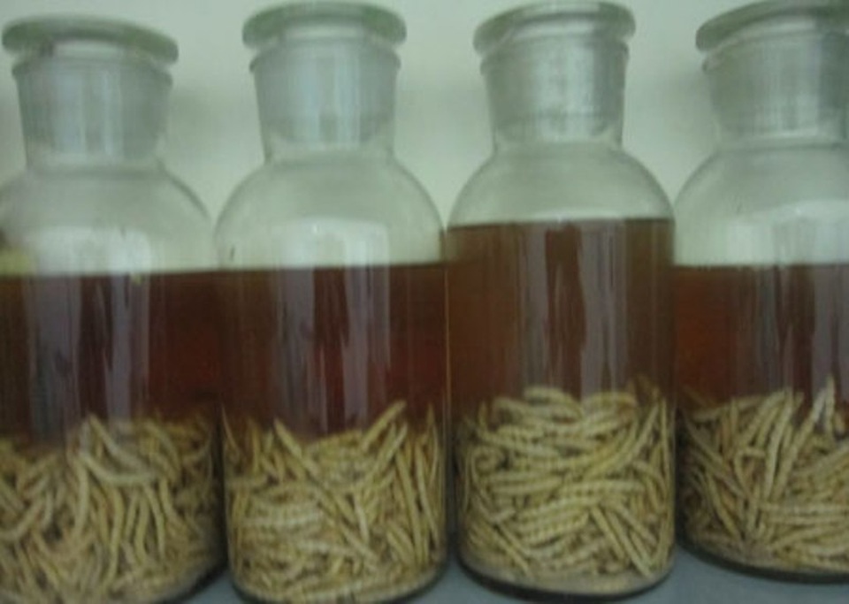 Đến Thanh Hóa, chỉ khách quý mới được thưởng thức… sâu - 3 Đến Thanh Hóa, chỉ khách quý mới được thưởng thức… sâu - 3