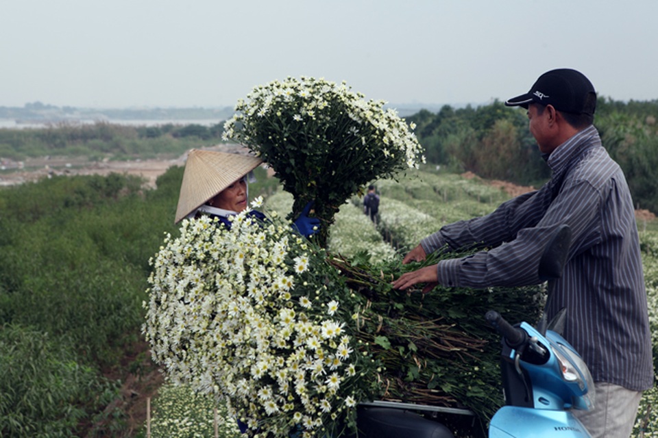 Cúc họa mi được mùa, nông dân Hà Nội thu cả trăm triệu - 4 Chị Nguyệt (một hộ trồng cúc họa mi ở Nhật Tân) cho biết: Năm nay, cúc nở muộn hơn khoảng 1 tuần so với mọi năm vì nắng nóng kéo dài, rét muộn. Tuy nhiên, thời tiết năm nay thuận lợi nên cúc họa mi ra nhiều nhánh, bung nhiều hoa, sản lượng cúc cũng tăng hơn và đẹp hơn.