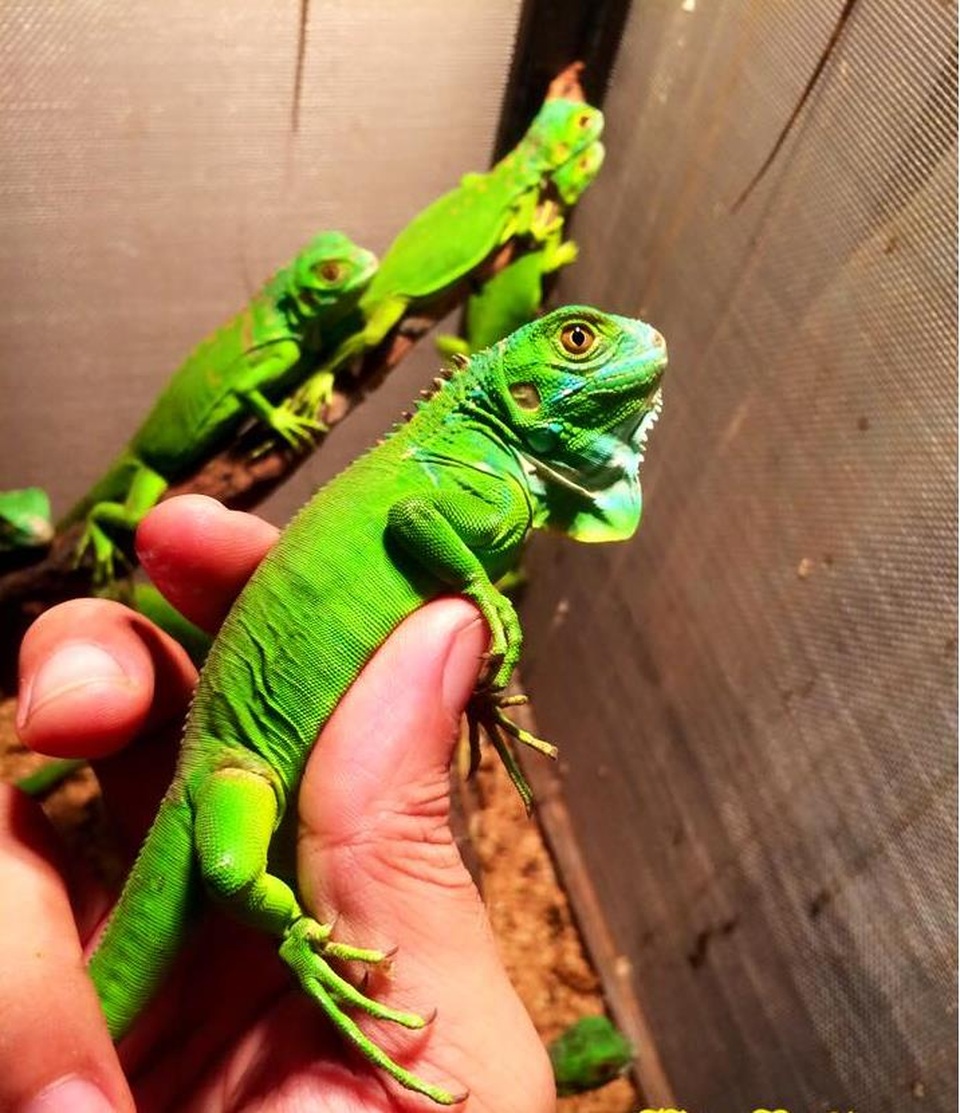 Chẳng tiếc tiền triệu giới trẻ thi nhau nuôi thằn lằn - 3
Loài Iguana thuần ăn rau củ (Ảnh: Heo-péthop)