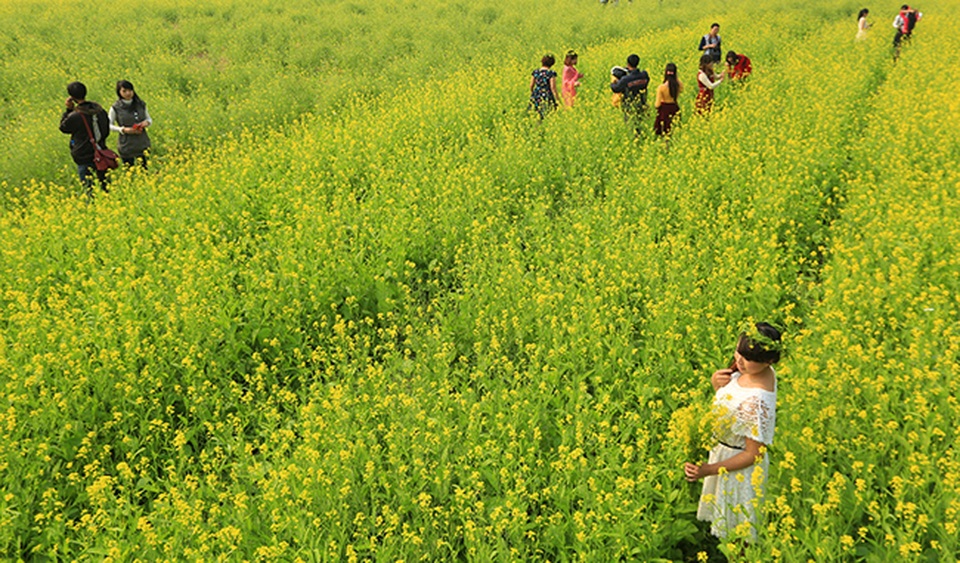 Thả hồn phiêu bồng trên cánh đồng hoa cải ven đô - 4 Thả hồn phiêu bồng trên cánh đồng hoa cải ven đô - 4