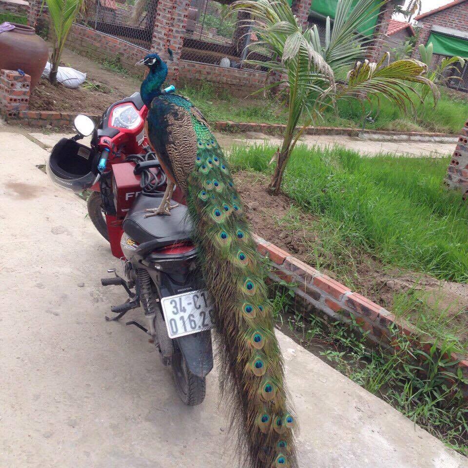 Đại gia chi hàng chục triệu lùng mua chim Công chơi Tết - 3 Đại gia chi hàng chục triệu lùng mua chim Công chơi Tết - 3