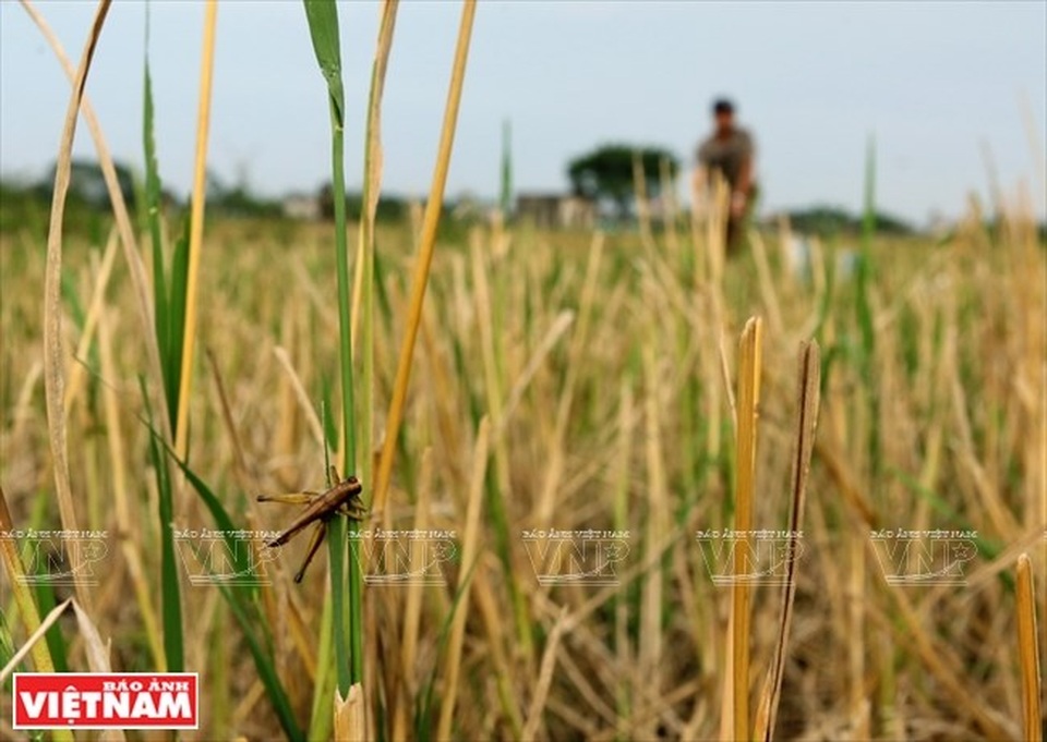 Cả làng đổ xô đi làm giàu nhờ nghề "săn" châu chấu kỳ lạ - 5